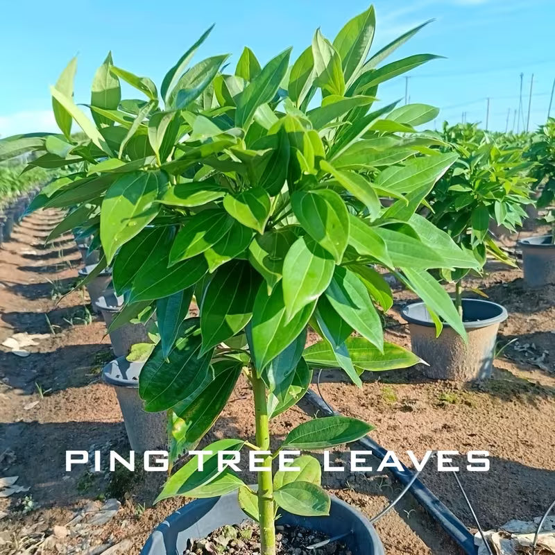 Personalised Leaf Engraved Photo with frame – Perfect Gift for Loved One